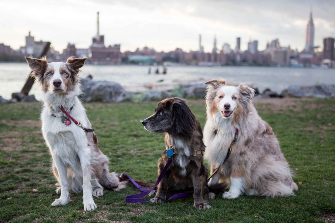 Dogs with NYC skyline behind