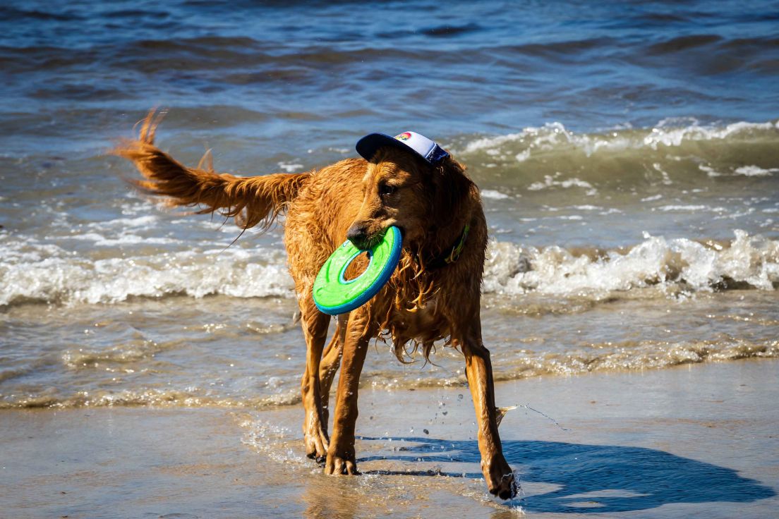 Dog on the beach