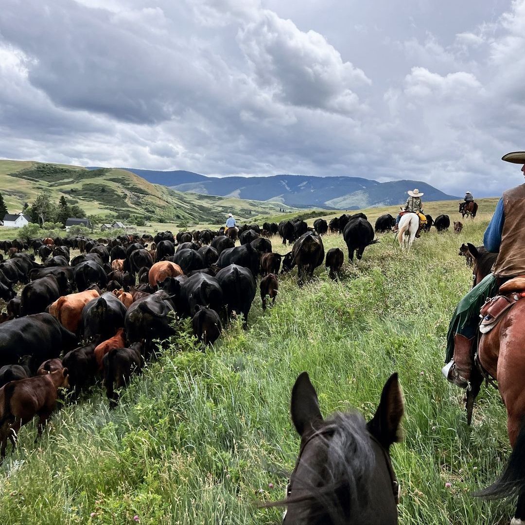 Travel nursing on a cattle drive